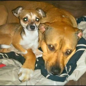 Meet your Posher, Davida